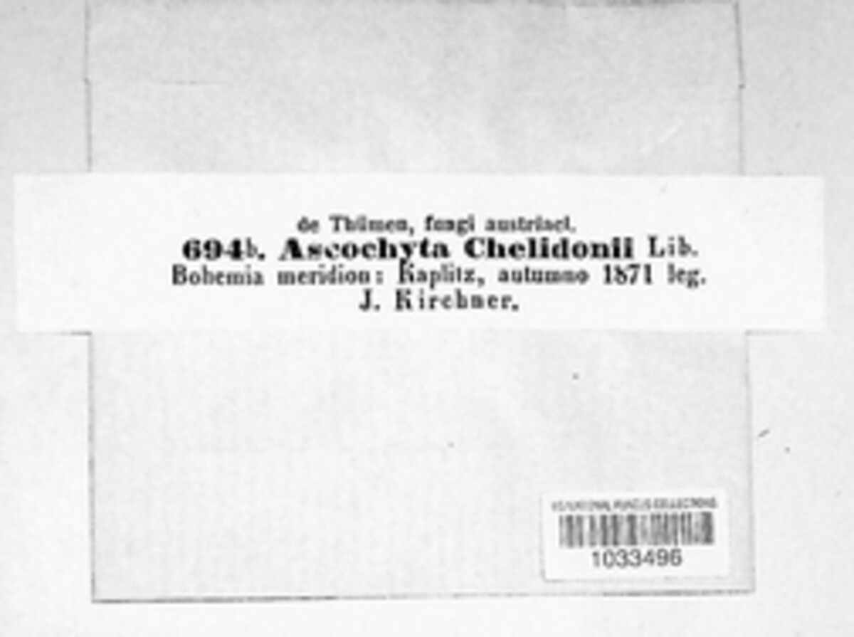 Ascochyta chelidoniicola image